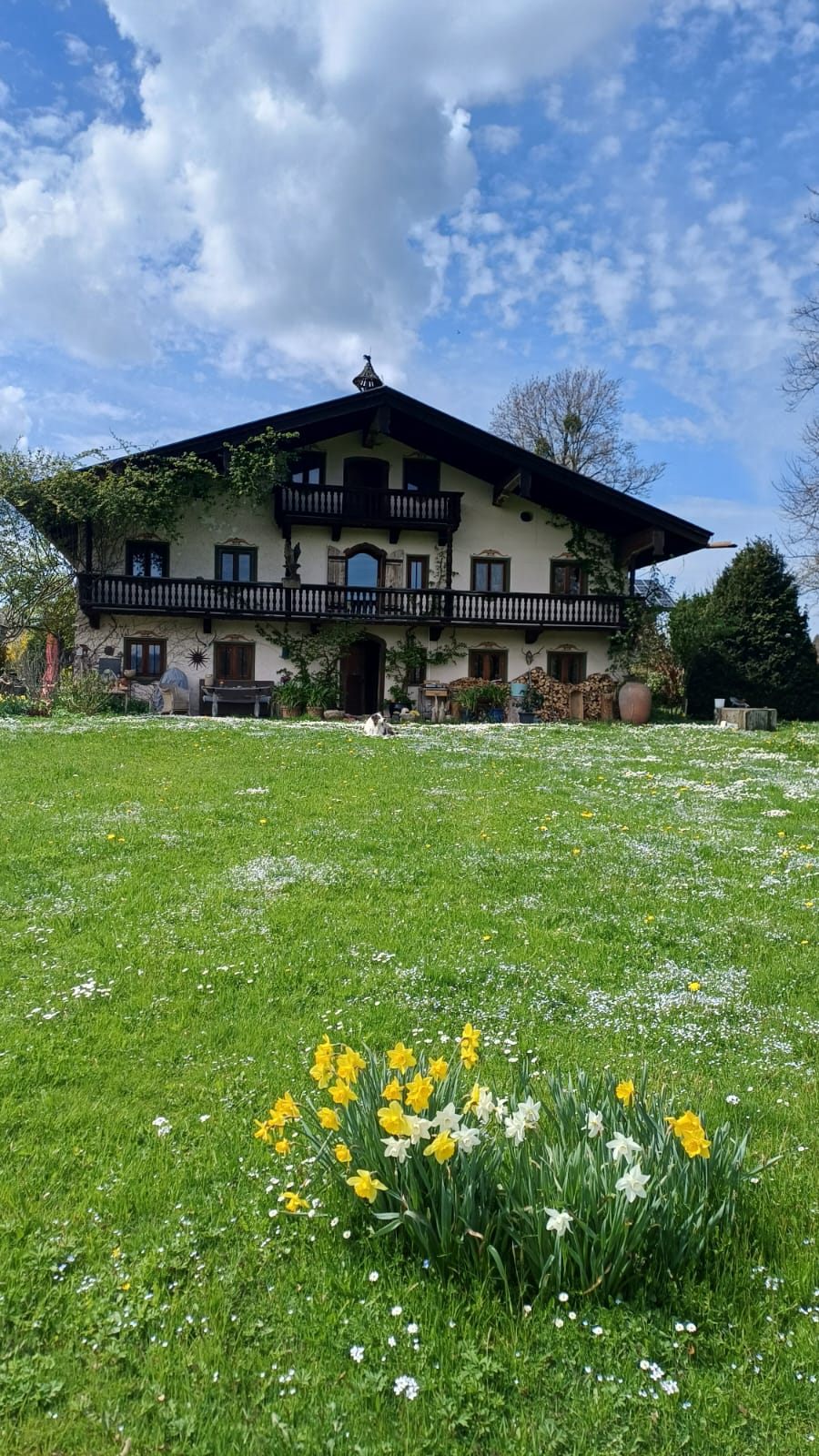 Der Scharamer Hof von der Wiese aus, mit Balkon, Efeu und blühenden Narzissen im Vordergrund